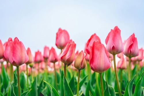 tulipan różowy