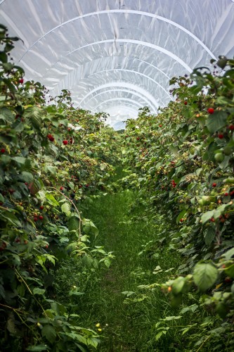 malina-norna-rubus-idaeus-slodkie-owoce-rozowe-kwiaty-odporna-na-mroz-krzew-owocowy-sadzonka-sadzonki-zielona-para-zielonapara