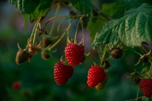 malina-norna-rubus-idaeus-slodkie-owoce-rozowe-kwiaty-odporna-na-mroz-krzew-owocowy-sadzonka-sadzonki-zielona-para-zielonapara