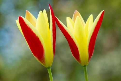 tulipan