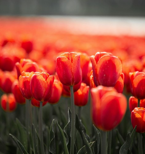 Tulipan wielkokwiatowy Annie Schilder 