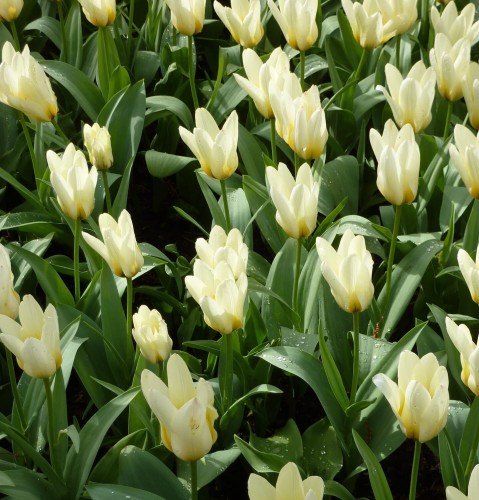 tulipan