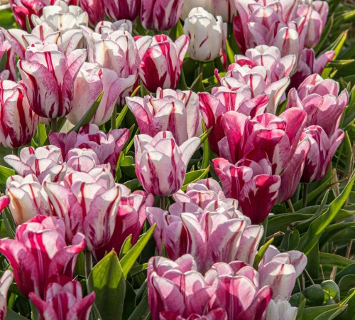 Tulipan wielkokwiatowy Fashion