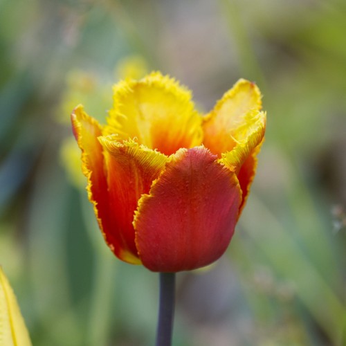 Tulipan strzępiasty Lambada