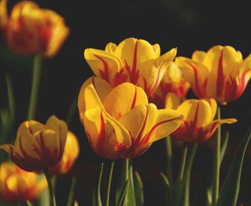 Tulipan Washington 