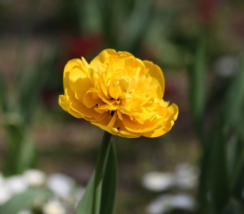 tulipan
