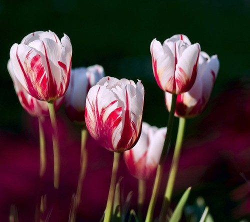 tulipan