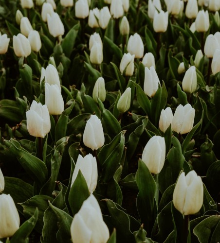 Tulipan wielkokwiatowy White Dream 