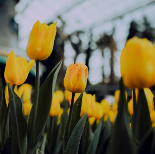 tulipan