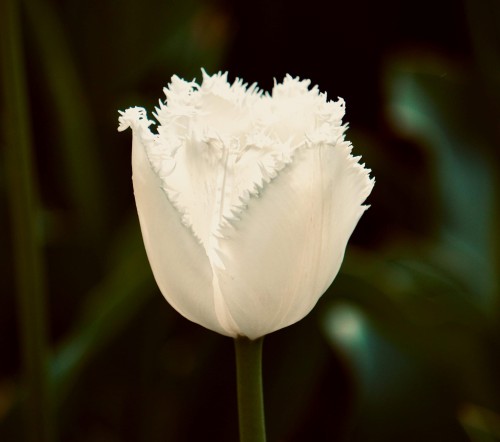 Tulipan strzępiasty Cambridge