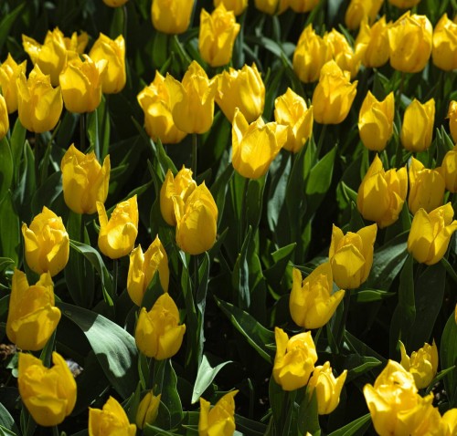 Tulipan Gold West