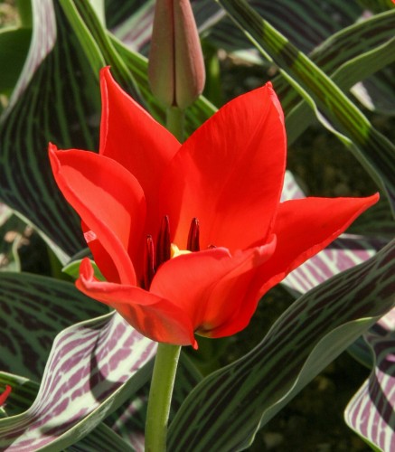 Tulipan Red Redding Hood