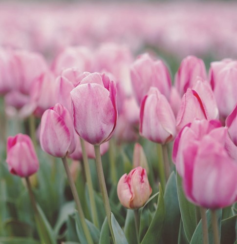 Tulipan Flaming Purissima 