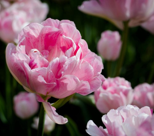Tulipan pełny Angelique