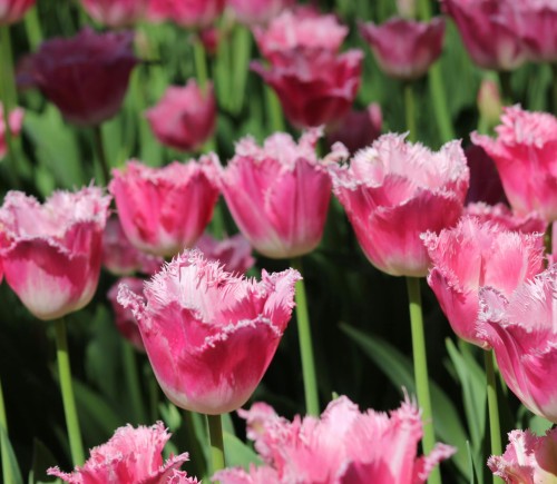 Tulipan strzępiasty Fancy Frills
