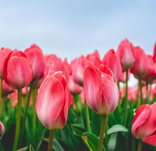 Tulipan Oratorio