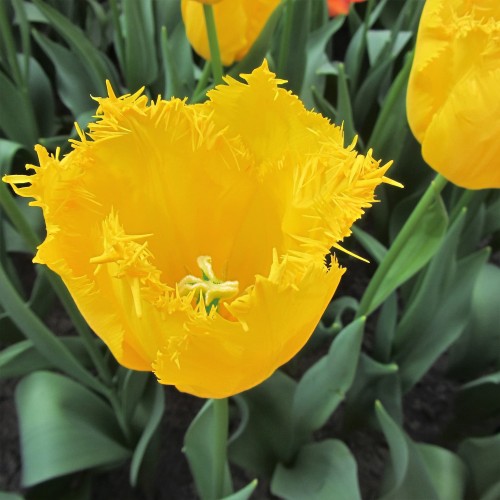 Tulipan strzępiasty Hamilton 