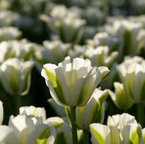 Tulipan Exotic Emperor 