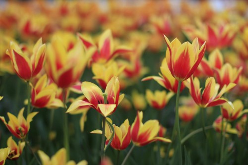 Tulipan Greiga First Love
