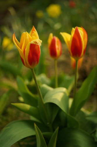 Tulipan botaniczny Cynthia