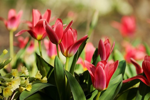 Tulipan Dostojny Van Thunbergen's Variety