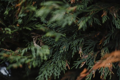 tuja-olbrzymia-atrovirens-thuja-plicata-szybkorosnacy-zageszczony-zielony-zywoplot-iglasta-roslina-sadzonka-sadzonki-zielona-para-zielonapara