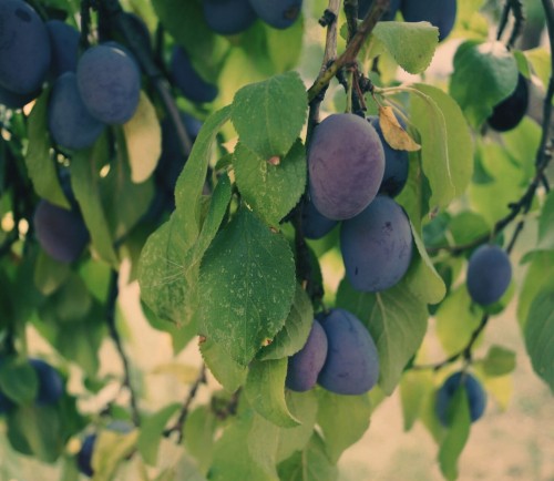 sliwa-amers-prunus-domestica-duze-fioletowe-owoce-slodkie-aromatyczne-odmiana-sadzonka-sadzonki-zielona-para-zielonapara