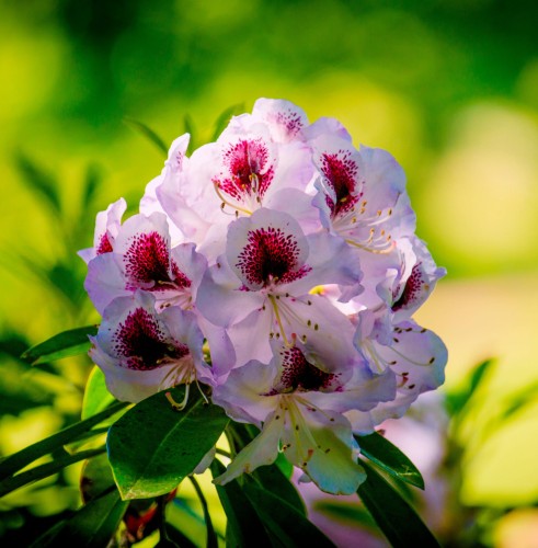 różanecznik-Rhododendron-zielonapara-zielona-para-sadzonka-0665.jpg