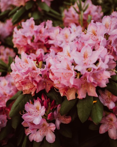 Różanecznik Haga (Rhododendron)