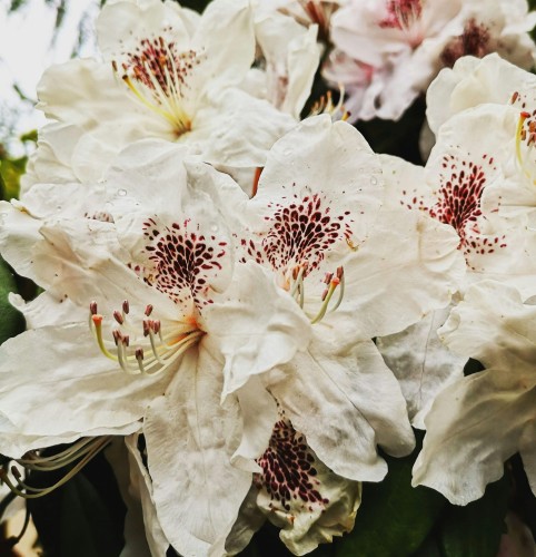 Różanecznik Hania (Rhododendron)