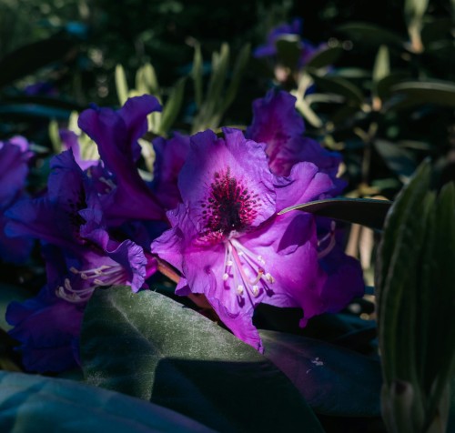 Różanecznik Mercator (Rhododendron)