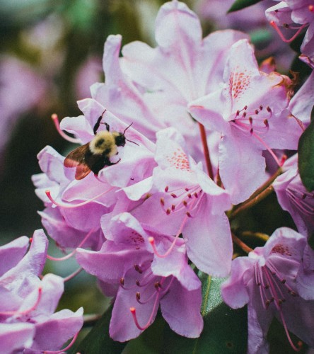 Różanecznik Roseum Pink (Rhododendron)