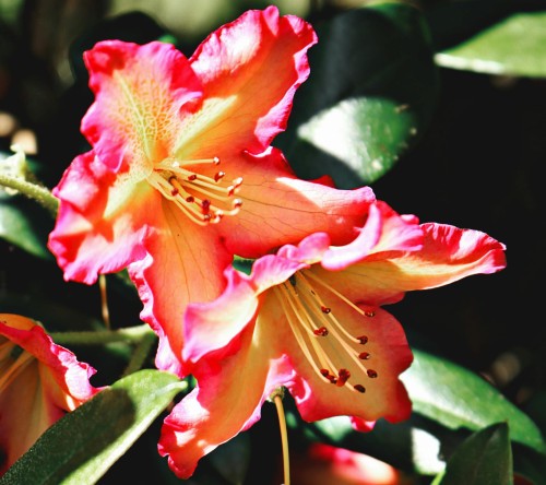 Różanecznik Sun Fire(Rhododendron)