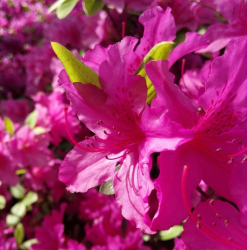 Różanecznik Catharine van Tol (Rhododendron)