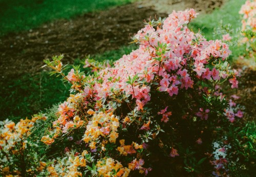 różanecznik-Rhododendron-zielonapara-zielona-para-sadzonka-0665.jpg