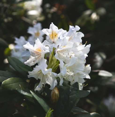 Różanecznik Album Novum (Rhododendron)