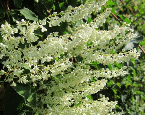 Rdest Auberta 20-30cm c2,5 (Fallopia aubertii)