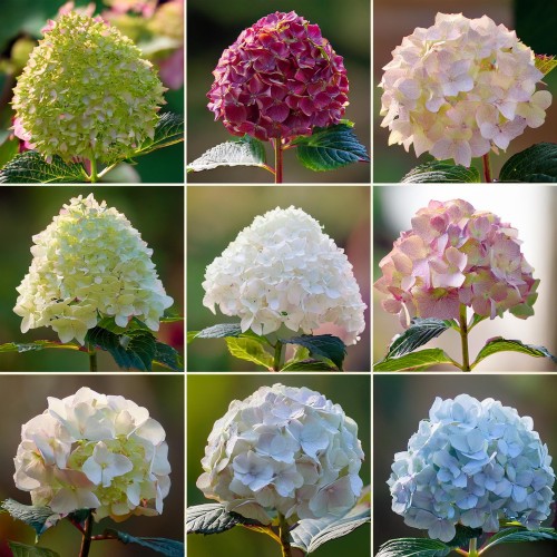Firefly Create a set of 10 photorealistic images showcasing different varieties of panicle hydrangea.jpg