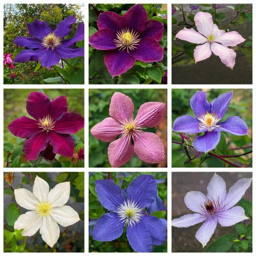 Powojnik Clematis zestaw 10 odmian 