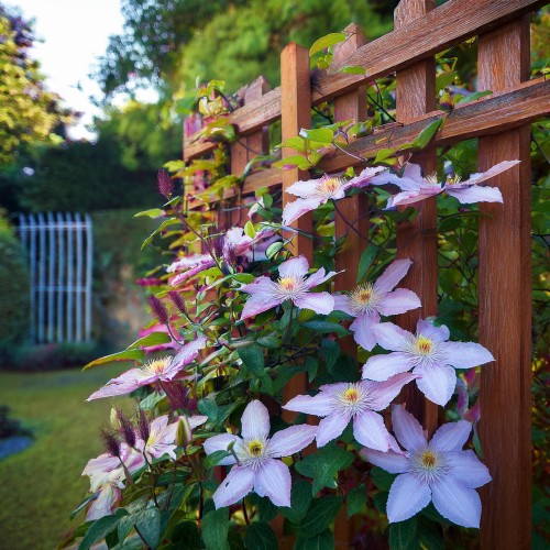 Powojnik Clematis zestaw 10 odmian - Cena Hurtowa - wyprzedaż