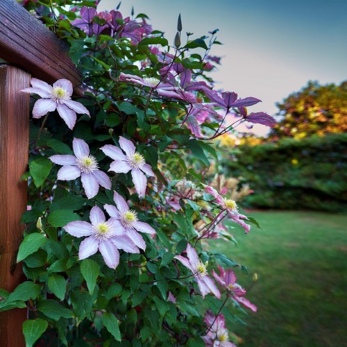 Powojnik Clematis zestaw 10 odmian - Cena Hurtowa - wyprzedaż