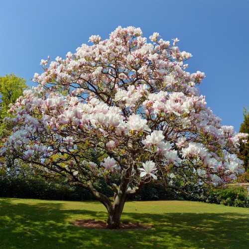 magnolia-posrednia-alba-superba-magnolia-soulangeana-biale-duze-kwiaty-drzewo-ozdobne-sadzonka-sadzonki-zielona-para-zielonapara