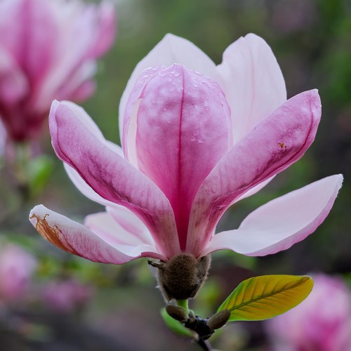 Magnolia George Henry Kern biało-różowe kwiaty