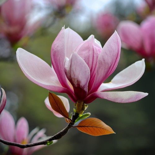 Magnolia George Henry Kern biało-różowe kwiaty