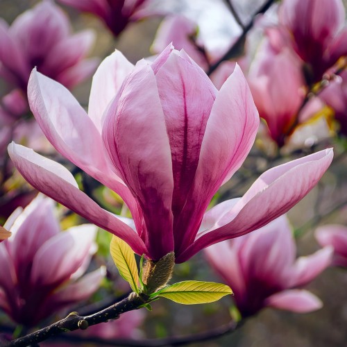 Magnolia George Henry Kern biało-różowe kwiaty