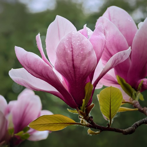 Magnolia George Henry Kern biało-różowe kwiaty