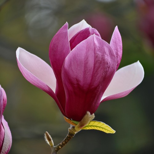 Firefly Create a photorealistic image focusing on the blossoms of Magnolia 'Betty.' Highlight the la (1).jpg