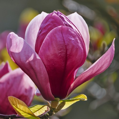 Firefly Create a photorealistic image focusing on the blossoms of Magnolia 'Betty.' Highlight the la (2).jpg