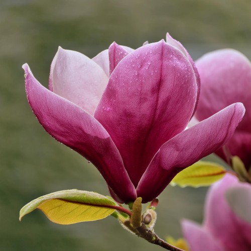 Firefly Create a photorealistic image focusing on the blossoms of Magnolia 'Betty.' Highlight the la (3).jpg