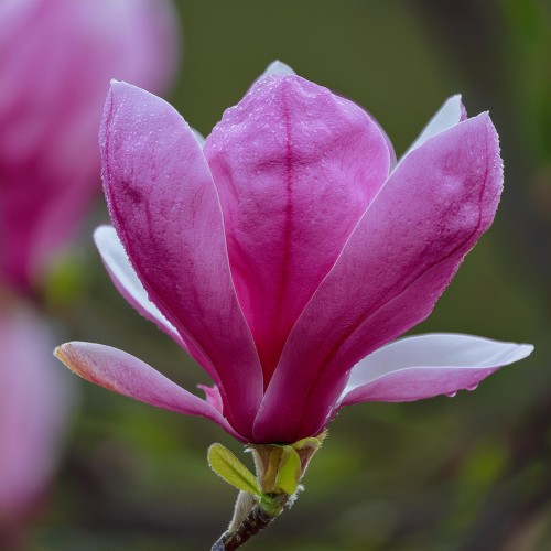 Firefly Create a photorealistic image focusing on the blossoms of Magnolia 'Betty.' Highlight the la.jpg
